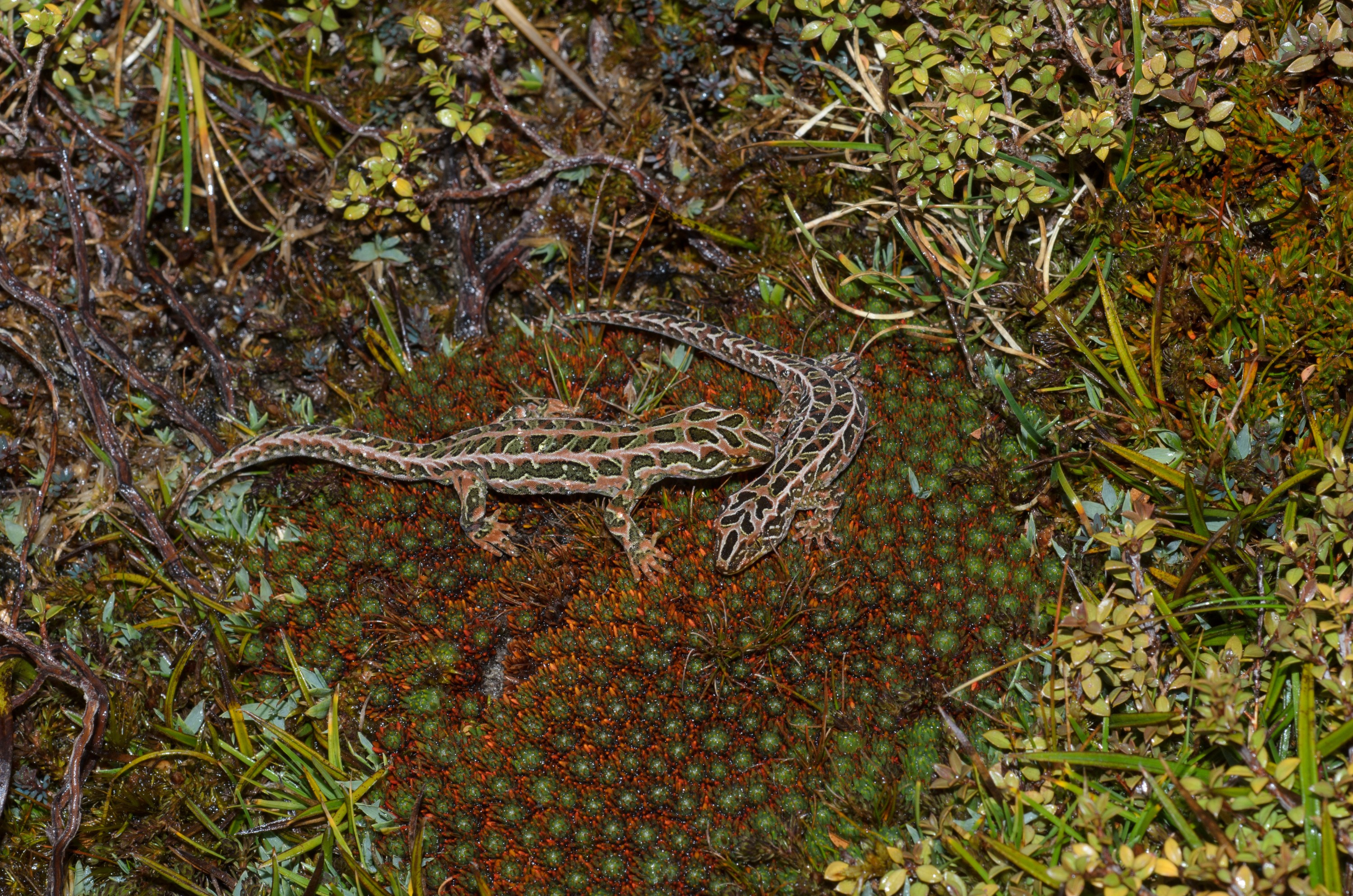 DSC_3017 – Adventure, Crispin, Hoplodactylus, Island, March 2017, National Park, New, New Zealand, Rakiura, South, Stewart, Tukutuku rakiurae, Zealand, amazing, gecko, harlequin gecko, rare, stunning